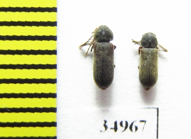 Ptilinus fuscus  Poland - INSECTS-STORE.RU