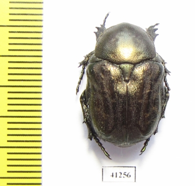 Protaetia interruptecostata  Tajikistan - INSECTS-STORE.RU