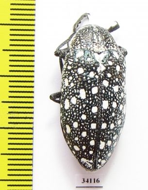 Julodis euphratica  Uzbekistan - INSECTS-STORE.RU