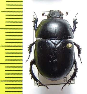 Sericotrupes niger  Spain - INSECTS-STORE.RU