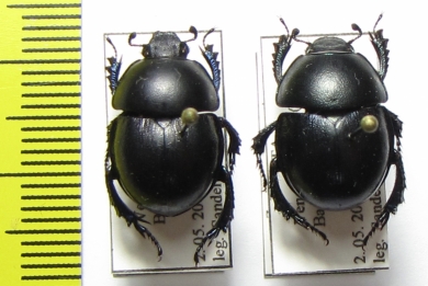 Zuninoeus hopei, pair  Italy - INSECTS-STORE.RU