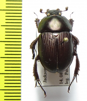 Geotrupes semiopacus  USA - INSECTS-STORE.RU