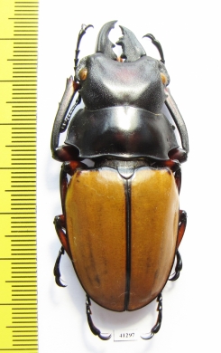 Odontolabis femoralis waterstradti  Malaysia, Borneo 65mm - INSECTS-STORE.RU