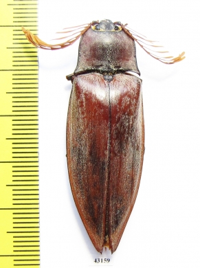 Elteridae sp.  Philippines 50mm - INSECTS-STORE.RU