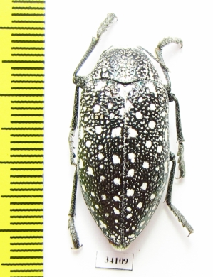 Julodis euphratica  Uzbekistan - INSECTS-STORE.RU