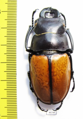 Odontolabis castelnaudi  Malaysia, Borneo  55mm - INSECTS-STORE.RU