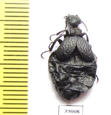 Meloe mediterraneus  Spain - INSECTS-STORE.RU