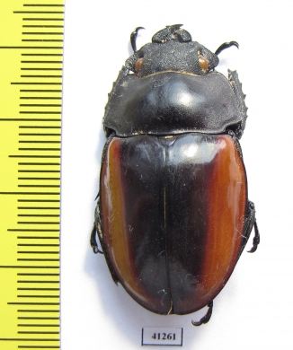 Odontolabis castelnaudi, female  Malaysia, Borneo - INSECTS-STORE.RU