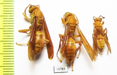 Hymenoptera sp.  Tajikistan - INSECTS-STORE.RU