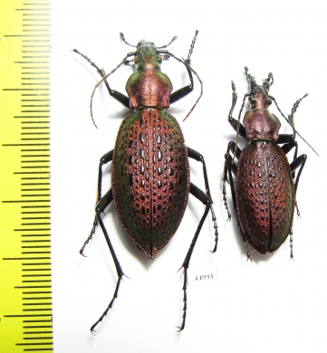 Carabus (Coptolabrus) smaragdinus monilifer, pair  Korea - INSECTS-STORE.RU