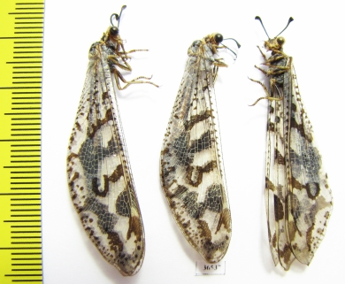 Myrmeleontidae sp.  Namibia - INSECTS-STORE.RU