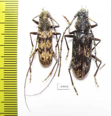 Cerambycidae sp., pair  China, Yunnan prov. - INSECTS-STORE.RU