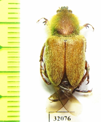 Glaphyrus turkestanicus, male  Uzbekistan - INSECTS-STORE.RU