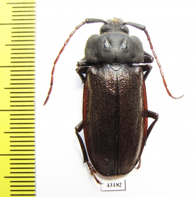 Olethrius brevicornis  Fiji 37mm - INSECTS-STORE.RU