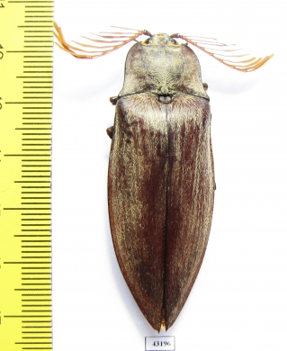 Elteridae sp.  Philippines 56mm - INSECTS-STORE.RU