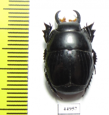 Pactolinus gigas  Zambia - INSECTS-STORE.RU