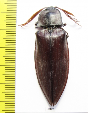 Elteridae sp.  Philippines 56mm - INSECTS-STORE.RU