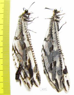 Myrmeleontidae sp., pair  Namibia - INSECTS-STORE.RU