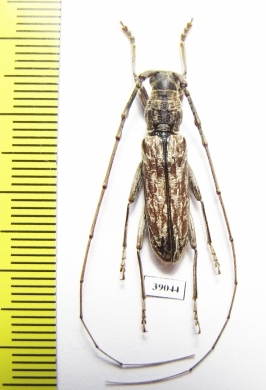 Cerambycidae sp.  China, Yunnan prov. - INSECTS-STORE.RU