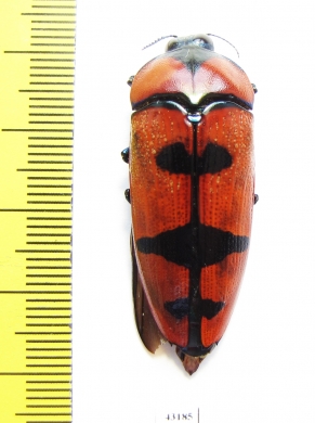 Calodema plebeia  Australia  40mm - INSECTS-STORE.RU