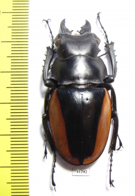 Odontolabis cuvera fallaciosa  Vietnam  46mm - INSECTS-STORE.RU