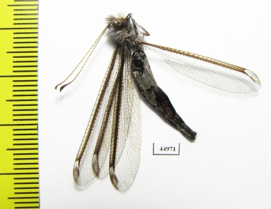 Ascalaphidae sp.  South Africa Rep. - INSECTS-STORE.RU