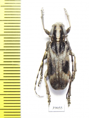 Cerambycidae sp.  China, Yunnan prov. - INSECTS-STORE.RU