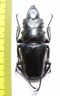 Odontolabis dalmanni celebensis  Indonesia, Sulawesi  58mm - INSECTS-STORE.RU