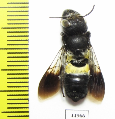 Hymenoptera sp.  South Africa Rep. - INSECTS-STORE.RU