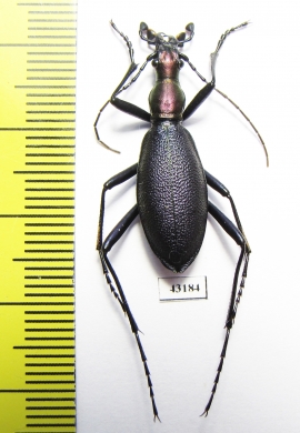 Carabus (Damaster) blaptoides rugipennis  Russia, Kunashir isl. - INSECTS-STORE.RU