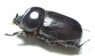 Dynastinae sp.  South Africa Rep. - INSECTS-STORE.RU