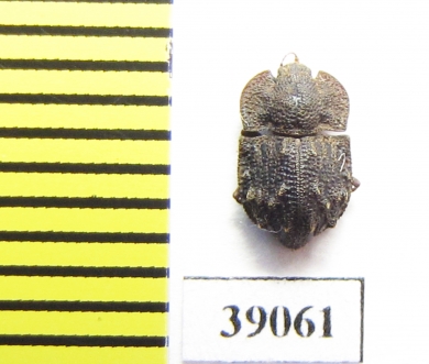 Tarphius monstrosus  La Gomera isl. - INSECTS-STORE.RU