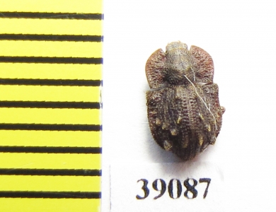 Tarphius monstrosus  La Gomera isl. - INSECTS-STORE.RU