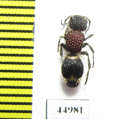 Mutillidae sp.  South Africa Rep. - INSECTS-STORE.RU