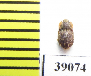 Tarphius setosus  La Gomera isl. - INSECTS-STORE.RU