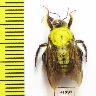 Hymenoptera, Xylocopa sp.  South Africa Rep. - INSECTS-STORE.RU