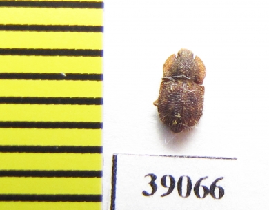 Tarphius setosus  La Gomera isl. - INSECTS-STORE.RU