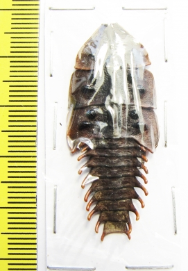 Lycidae sp.  Indonesia, Java  42mm - INSECTS-STORE.RU