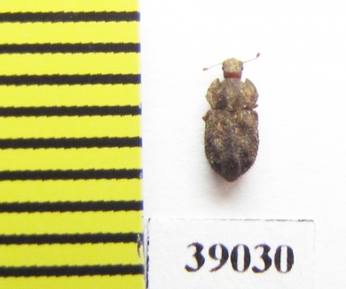 Tarphius affinis  La Palma isl. - INSECTS-STORE.RU