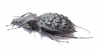 Carabus (Coptolabrus) pustulifer  China - INSECTS-STORE.RU