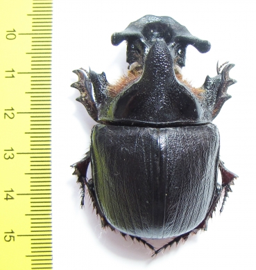 Heliocopris andersoni  Zambia 53mm - INSECTS-STORE.RU