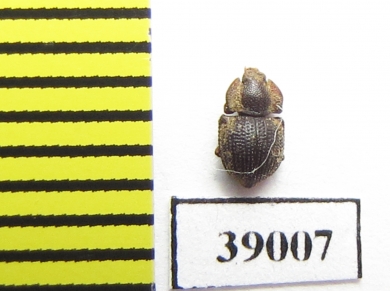 Tarphius compactus  Madeira isl. - INSECTS-STORE.RU