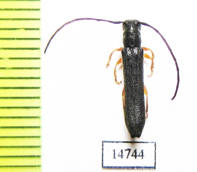 Oberea morio  Russia, Far East - INSECTS-STORE.RU