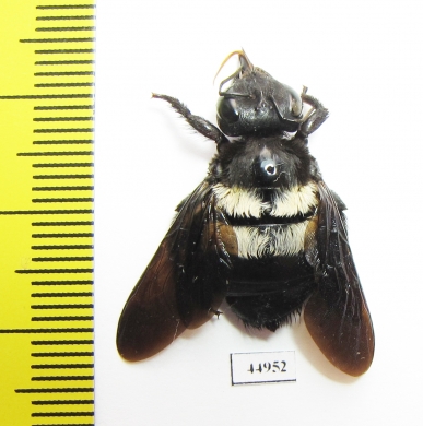 Hymenoptera, Xylocopa sp.  South Africa Rep. - INSECTS-STORE.RU