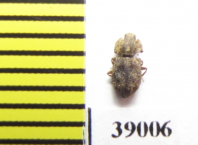 Tarphius affinis  La Palma isl. - INSECTS-STORE.RU