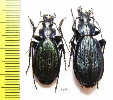 Carabus (Tribax) steveni punctiger, pair  Russia, N.Ossetia reg. - INSECTS-STORE.RU