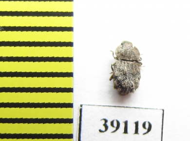 Tarphius florensis  Portugal, Flores isl. - INSECTS-STORE.RU