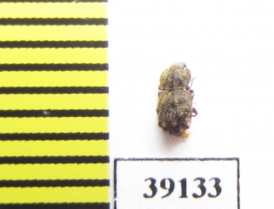 Tarphius florensis  Portugal, Flores isl. - INSECTS-STORE.RU