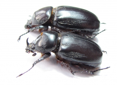 Podischnus sexdentatus, pair  Colombia 43mm - INSECTS-STORE.RU