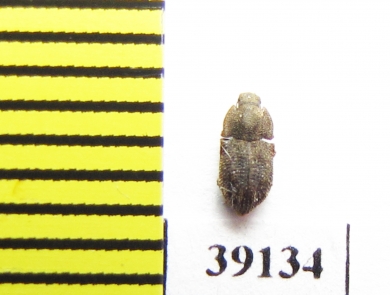 Tarphius simplex  Tenerife isl. - INSECTS-STORE.RU